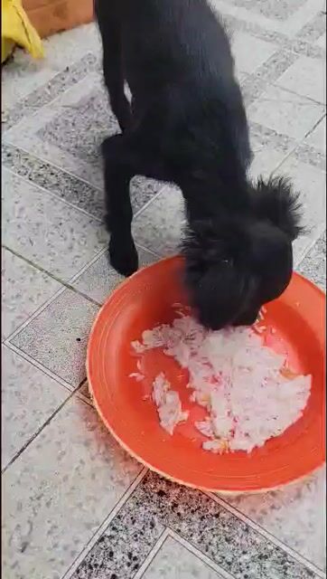 tìm chủ mới cho em. Mua bán Chó tại Huyện Kế Sách Sóc Trăng được đăng bởi Ngoc hình 1