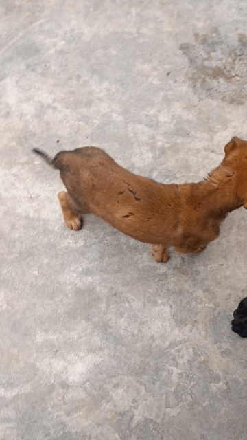 Chó Labrador Retriever Cái Đen. Mua bán Chó tại Thành phố Thuận An Bình Dương được đăng bởi An Tuệ Hà  hình 1
