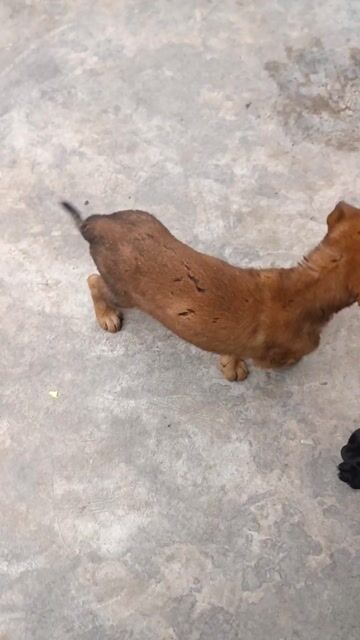 Chó Labrador Retriever Cái Đen. Mua bán Chó tại Thành phố Thuận An Bình Dương được đăng bởi An Tuệ Hà  hình 1