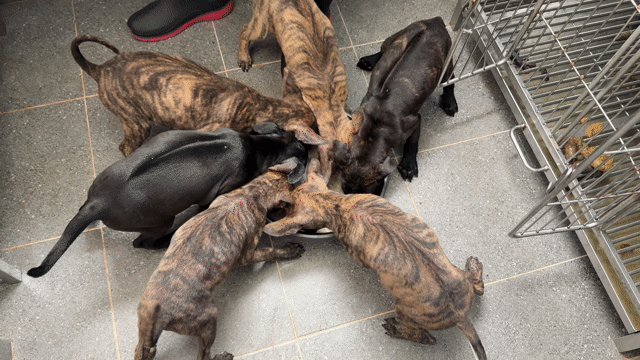 Chó Phú Quốc Vện 2 tháng tuổi. Mua bán Chó tại Quận 12 Tp Hồ Chí Minh được đăng bởi QB SHOP PETS hình 1