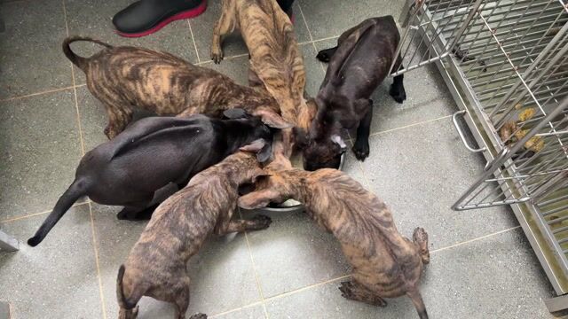 Chó Phú Quốc Vện 2 tháng tuổi. Mua bán Chó tại Quận 12 Tp Hồ Chí Minh được đăng bởi QB SHOP PETS hình 1