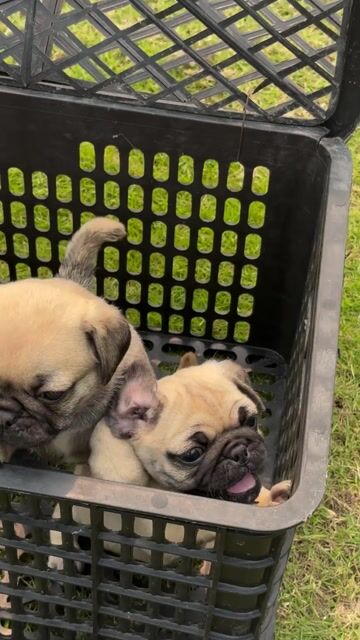 Chó Pug 2 tháng đã tiêm tẩy giun. Mua bán Chó tại Quận Hoàng Mai Hà Nội được đăng bởi cậu bé yêu cún hình 1