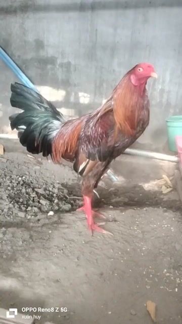 Gà chọi Vàng 2.7kg Đực Gãy cánh. Mua bán Gà tại Quận Bình Tân Tp Hồ Chí Minh được đăng bởi Huy hình 1