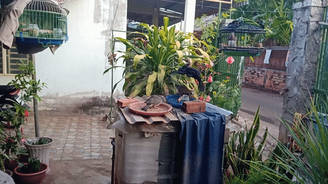 Chim cu gáy làm mồi/sinh sản. Mua bán Chim tại Thành phố Long Khánh Đồng Nai được đăng bởi cu gáy mai lai sinh sản Đồng nai  hình 1