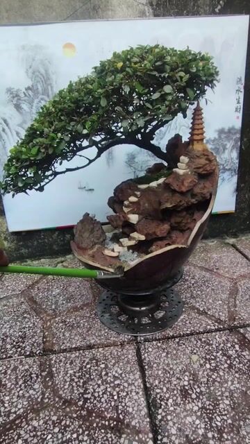 Tiểu cảnh Bonsai sam núi đá. Mua bán Cây cảnh, đồ trang trí tại Thị xã Tân Uyên Bình Dương được đăng bởi bonsai mini hình 1