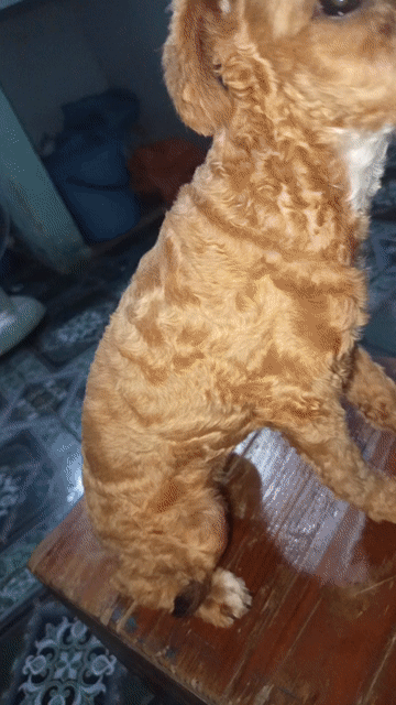 poodle cái còn đuôi. Mua bán Chó tại Huyện Bàu Bàng Bình Dương được đăng bởi Như Quỳnh hình 1