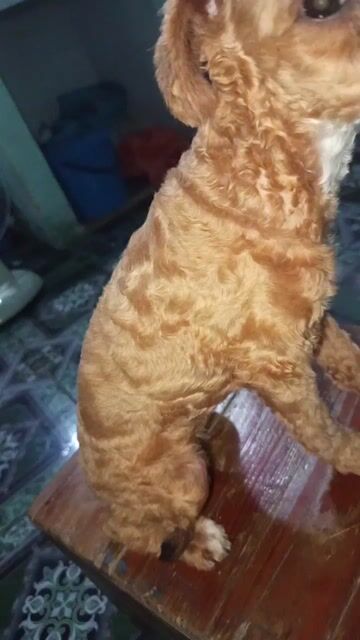 poodle cái còn đuôi. Mua bán Chó tại Huyện Bàu Bàng Bình Dương được đăng bởi Như Quỳnh hình 1