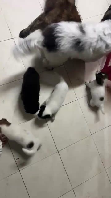 Chó Nhật lùn Đực Cái. Mua bán Chó tại Huyện Đức Hòa Long An được đăng bởi Võ Trường Vũ hình 1