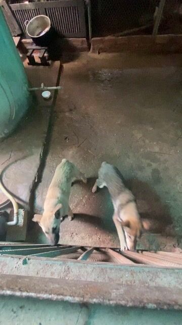 Chó Mông cộc cả hai màu Nâu. Mua bán Chó tại Huyện Đô Lương Nghệ An được đăng bởi Hoang Manh hình 1