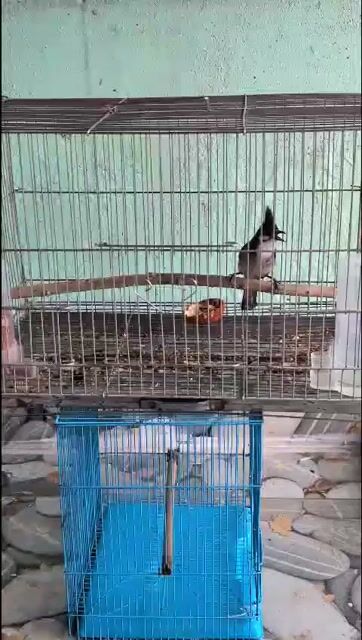 Chim chào mào. Mua bán Chim tại Quận Ba Đình Hà Nội được đăng bởi hoho hình 1