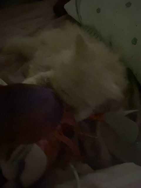 mèo Anh lông dài cái đã tiêm 2 mũi. Mua bán Mèo tại Quận Long Biên Hà Nội được đăng bởi Thanh Thuỳ hình 1