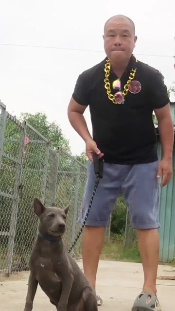 Chó săn xoáy Thái Lan. Mua bán Chó tại Huyện Nhà Bè Tp Hồ Chí Minh được đăng bởi Trại chó săn và giữ nhà Xoáy Thái Lan hình 1