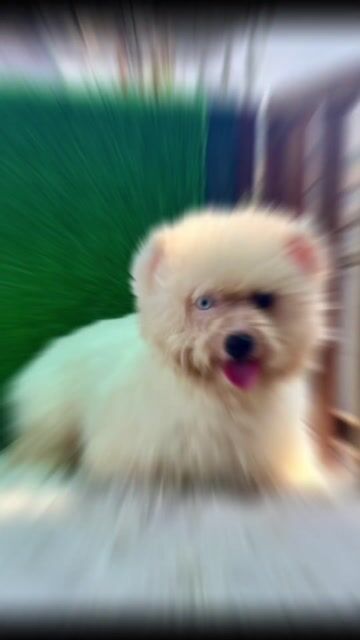 Chó poodle mắt xanh cực hiếm. Mua bán Chó tại Thành phố Biên Hòa Đồng Nai được đăng bởi lương hùng hình 1