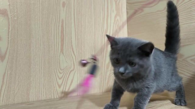 Mèo ALN cái Xám. Mua bán Mèo tại Quận 5 Tp Hồ Chí Minh được đăng bởi Miss An hình 1