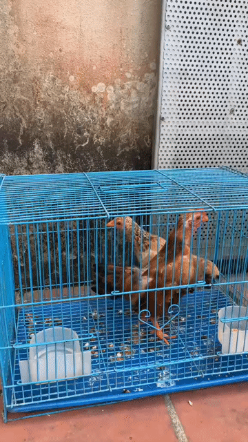 Gà trống 4 tháng tuổi. Mua bán Gà tại Huyện Chương Mỹ Hà Nội được đăng bởi Sơn hình 1