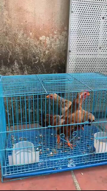 Gà trống 4 tháng tuổi. Mua bán Gà tại Huyện Chương Mỹ Hà Nội được đăng bởi Sơn hình 1