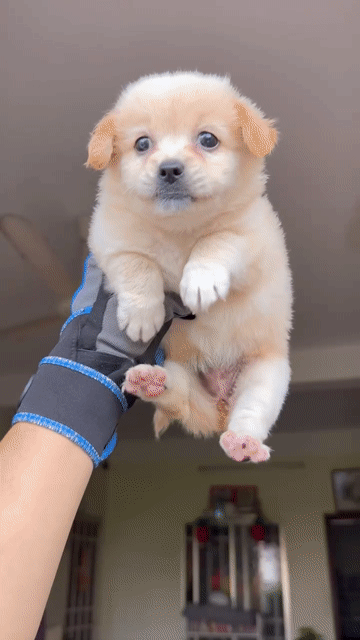 Bé chó nhật trắng kem dễ thương nhà nuôi. Mua bán Chó tại Quận 8 Tp Hồ Chí Minh được đăng bởi tân hình 1