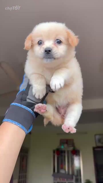 Bé chó nhật trắng kem dễ thương nhà nuôi. Mua bán Chó tại Quận 8 Tp Hồ Chí Minh được đăng bởi tân hình 1