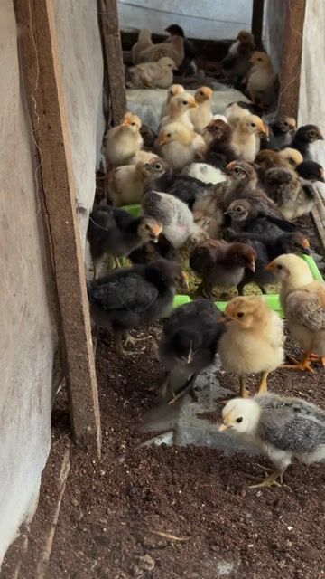 Gà con 15 ngày tuổi khỏe mạnh. Mua bán Gà tại Quận 7 Tp Hồ Chí Minh được đăng bởi Nhat Minh hình 1