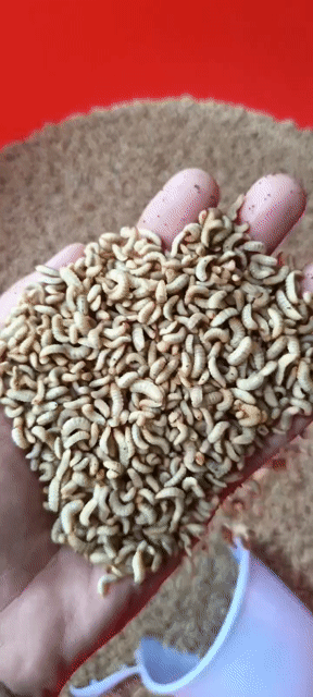 Thức ăn vật nuôi Sâu canxi tươi 1kg. Mua bán Phụ kiện, Thức ăn, Dịch vụ tại Huyện Hóc Môn Tp Hồ Chí Minh được đăng bởi Lân Võ hình 1