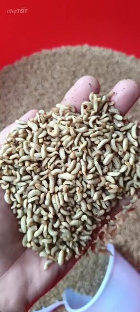 Thức ăn vật nuôi Sâu canxi tươi 1kg. Mua bán Phụ kiện, Thức ăn, Dịch vụ tại Huyện Hóc Môn Tp Hồ Chí Minh được đăng bởi Lân Võ hình 1