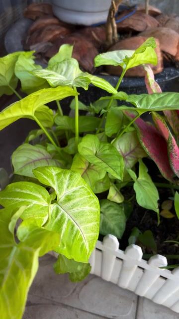 Dọn nhà bán rẻ combo 3 chậu Cây cảnh nhiều loại. Mua bán Cây cảnh, đồ trang trí tại Thành phố Phan Thiết Bình Thuận được đăng bởi Phan Thiết Sale hình 1