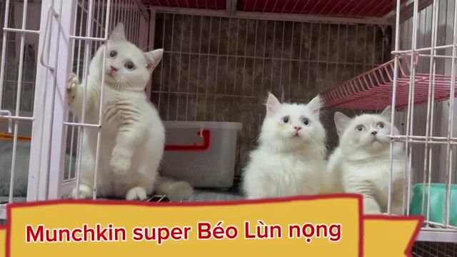 Mèo Bi từ 2.4tr/ Ragdoll từ 3.5tr, nhìu bé khác Q3. Mua bán Mèo tại Quận 3 Tp Hồ Chí Minh được đăng bởi Kim Phương hình 1