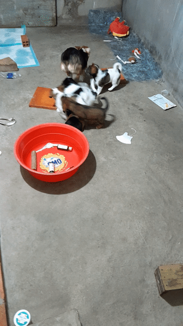 Chó Corgi lai Poodle cái 2 tháng. Mua bán Chó tại Huyện Ba Tri Bến Tre được đăng bởi Keny Truong Truong hình 1