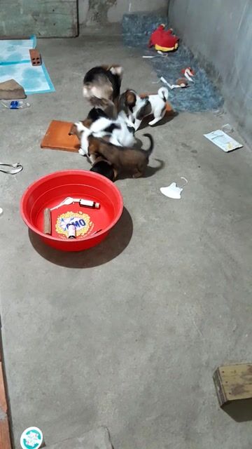 Chó Corgi lai Poodle cái 2 tháng. Mua bán Chó tại Huyện Ba Tri Bến Tre được đăng bởi Keny Truong Truong hình 1