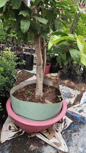 Cây mận điều 2,5m. Mua bán Cây cảnh, đồ trang trí tại Huyện Gò Dầu Tây Ninh được đăng bởi Dương hình 1