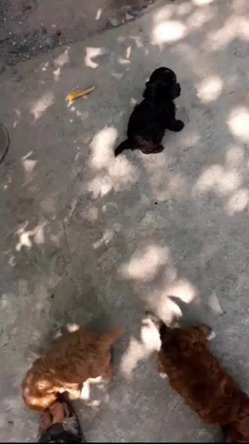 Chó Poodle nhiều màu. Mua bán Chó tại Thành phố Dĩ An Bình Dương được đăng bởi Hung Nguyen hình 1