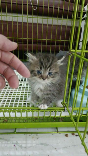 Mèo chân ngắn cái 2 tháng. Mua bán Mèo tại Huyện Đan Phượng Hà Nội được đăng bởi Tạo hình 1