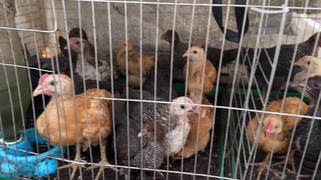 Gà con 10 ngày tuổi. Mua bán Gà tại Quận 7 Tp Hồ Chí Minh được đăng bởi Nhat Minh hình 1