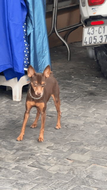 Chó Fox hươu cái gần 2 tuổi. Mua bán Chó tại Quận Thanh Khê Đà Nẵng được đăng bởi Tên chưa cung cấp hình 1