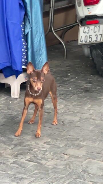 Chó Fox hươu cái gần 2 tuổi. Mua bán Chó tại Quận Thanh Khê Đà Nẵng được đăng bởi Tên chưa cung cấp hình 1