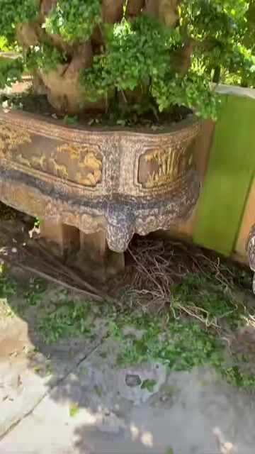 Cây duối 1.7 mét Hoàn thiện. Mua bán Cây cảnh, đồ trang trí tại Huyện Tiên Lãng Hải Phòng được đăng bởi Lê Đức toản  hình 1