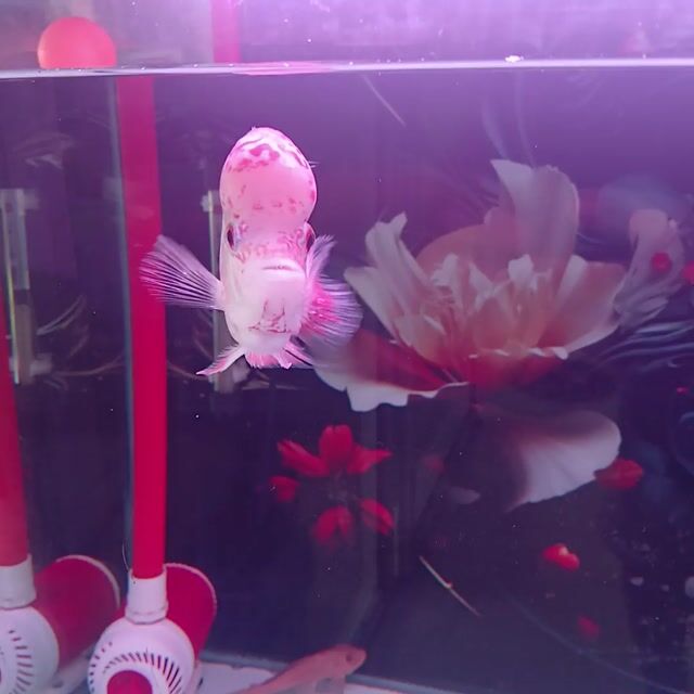 Cá la hán 3 ngón đầu to Hồng. Mua bán Thú cưng khác tại Huyện Phong Điền Cần Thơ được đăng bởi Phuc hình 1