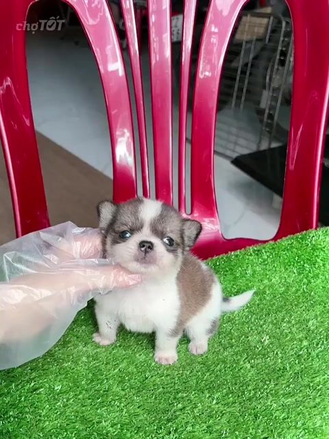Chó Chihuahua x Phốc 2 tháng trắng nâu đã tiêm. Mua bán Chó tại Quận Tân Phú Tp Hồ Chí Minh được đăng bởi Tâm Nguyễn hình 1