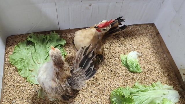 SERAMA TRỐNG VÀNG MÁI ĐIỀU. Mua bán Gà tại Quận 8 Tp Hồ Chí Minh được đăng bởi THUẬN PHÁT SERAMA hình 1