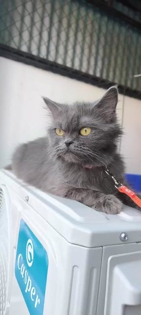 Mèo Ba Tư cái 8 tháng. Mua bán Mèo tại Quận Bình Thạnh Tp Hồ Chí Minh được đăng bởi leechen hình 1