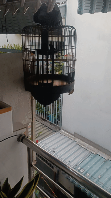 Chim chích chòe than trống 2 mùa hơn giọng hay. Mua bán Chim tại Huyện Bình Chánh Tp Hồ Chí Minh được đăng bởi Anh vinh hình 1