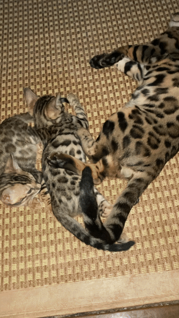 Cần gả bé mèo Bengal đực thuần chủng 5 tháng tuổi. Mua bán Mèo tại Quận Nam Từ Liêm Hà Nội được đăng bởi Dicky Tran hình 1