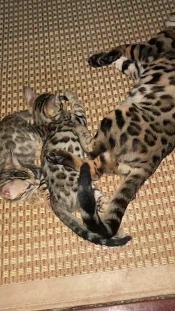 Cần gả bé mèo Bengal đực thuần chủng 5 tháng tuổi. Mua bán Mèo tại Quận Nam Từ Liêm Hà Nội được đăng bởi Dicky Tran hình 1