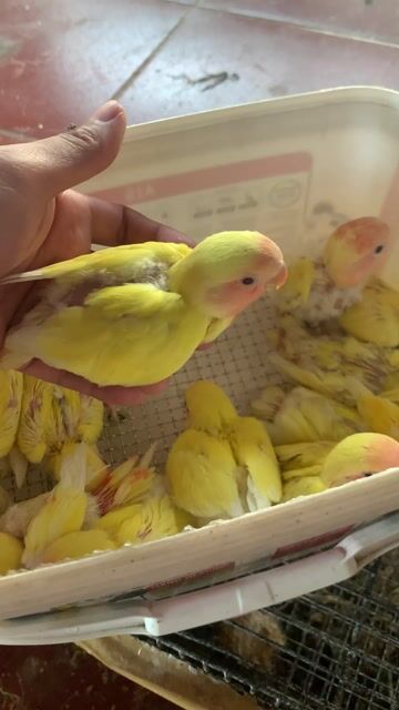 Vẹt Lovebird non Vàng. Mua bán Chim tại Huyện Chương Mỹ Hà Nội được đăng bởi menuoipet29 hình 1