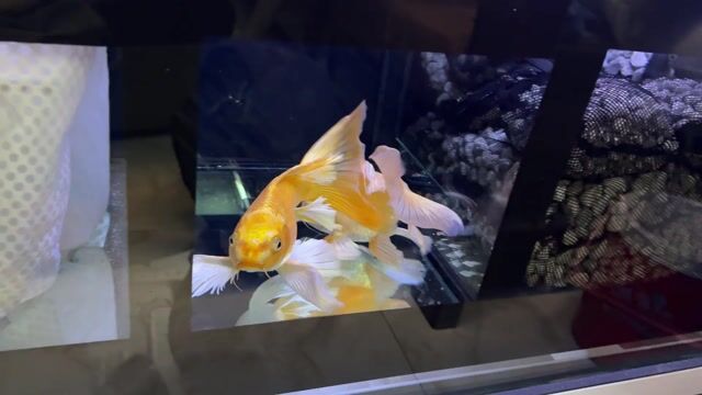 thanh lý cá chép sư tử dọn hồ. Mua bán Thú cưng khác tại Thành phố Thuận An Bình Dương được đăng bởi Nguyen Minh Minh hình 1