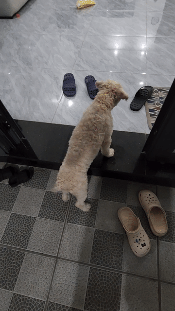 Chó Poodle Cái Trắng 4 tháng biết đi vệ sinh khay. Mua bán Chó tại Huyện Nhơn Trạch Đồng Nai được đăng bởi Anh Đức hình 1