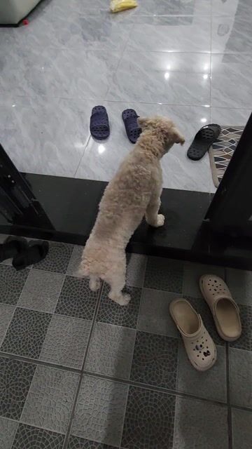 Chó Poodle Cái Trắng 4 tháng biết đi vệ sinh khay. Mua bán Chó tại Huyện Nhơn Trạch Đồng Nai được đăng bởi Anh Đức hình 1