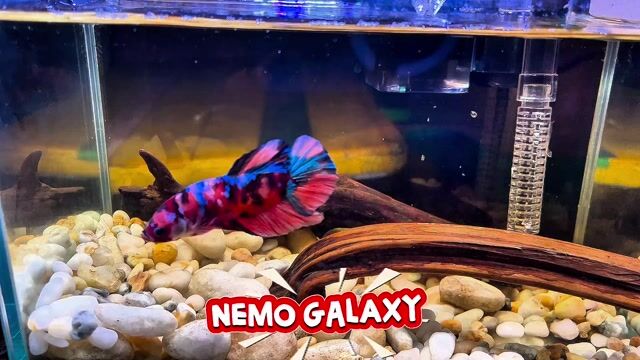 Cá Betta Nemo Galaxy 5.5cm. Mua bán Thú cưng khác tại Quận 3 Tp Hồ Chí Minh được đăng bởi kha hình 1