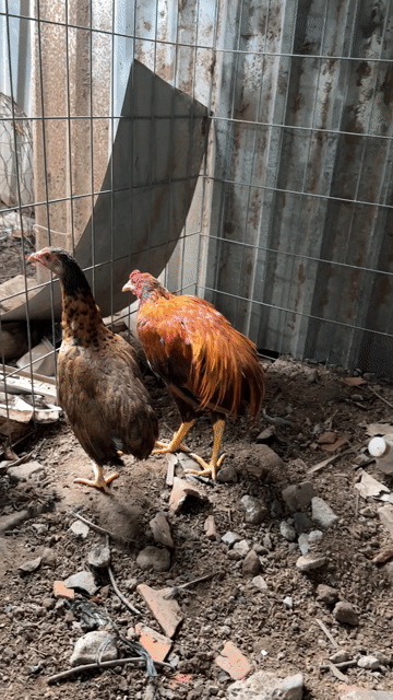 Gà cúp 1cặp 1triêu tơ 5tháng. Mua bán Gà tại Huyện Càng Long Trà Vinh được đăng bởi vo minh hien hình 1