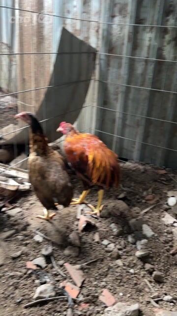 Gà cúp 1cặp 1triêu tơ 5tháng. Mua bán Gà tại Huyện Càng Long Trà Vinh được đăng bởi vo minh hien hình 1